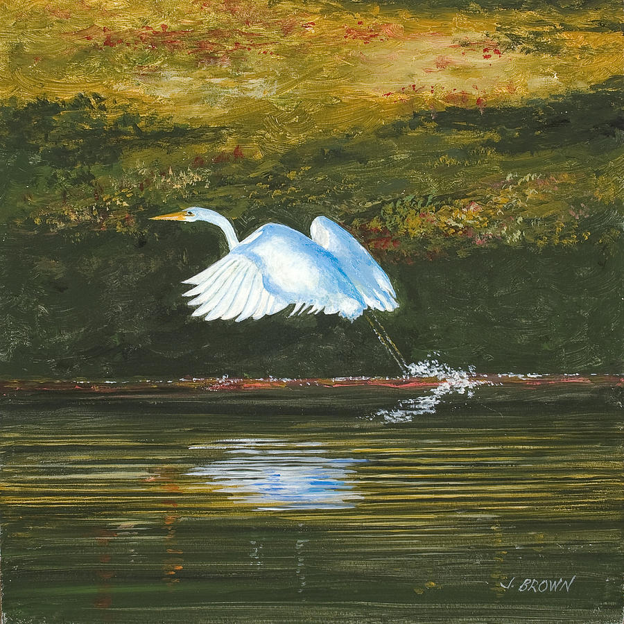 Egret Painting - Taking Flight by John Brown