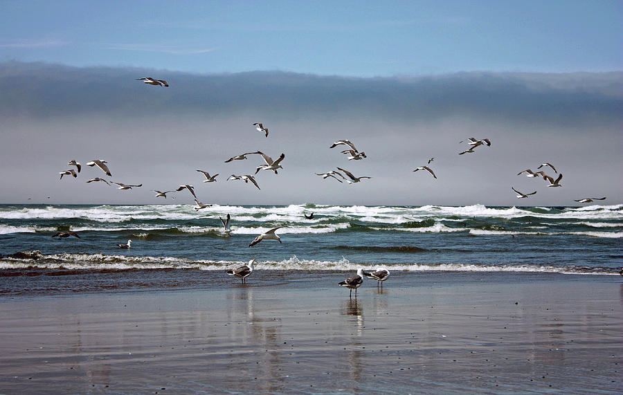 Seagull Photograph - Taking Flight by Kami McKeon