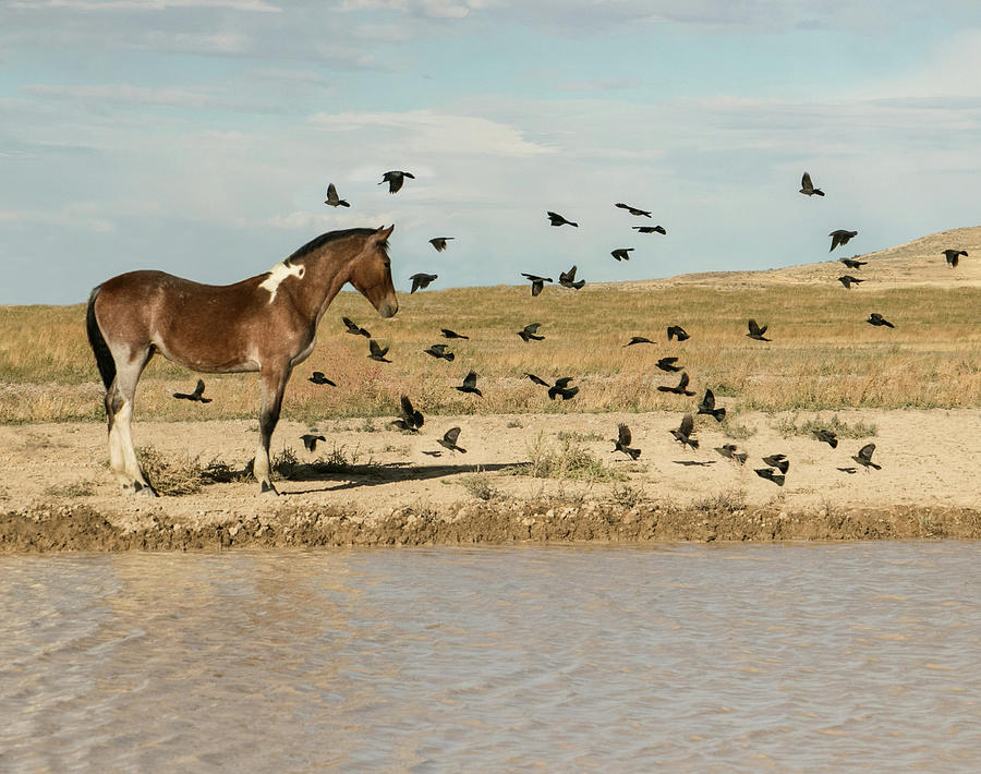 Horse Photograph - Taking Flight 2 by Kent Keller