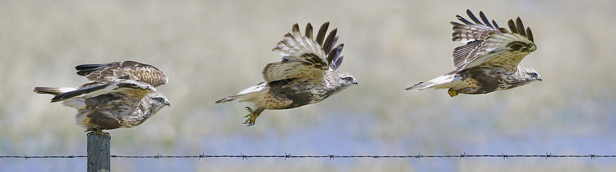 Hawk Photograph - Taking Flight by Paul Burwell