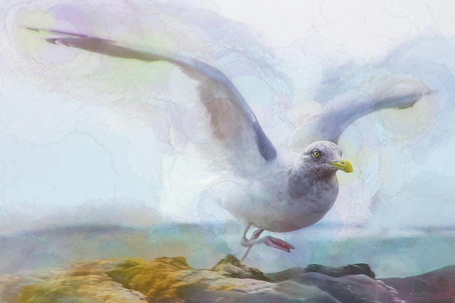 Sea Gull Photograph - Taking Flight by Paul Malen Sea Gull Photograph - Taking Flight by Paul Malen