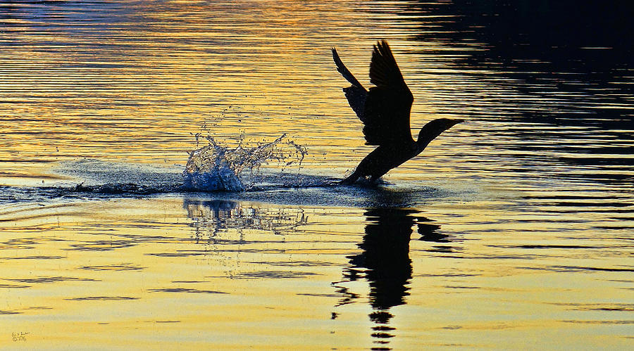 Sunset Photograph - Taking Flight by Rick Lawler