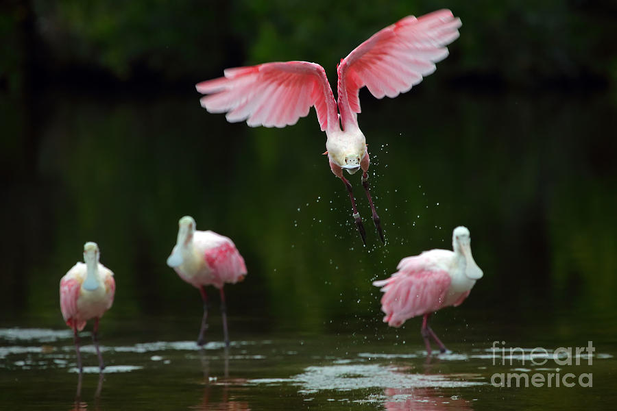 Bird Photograph - Taking Flight by Rick Mann Bird Photograph - Taking Flight by Rick Mann