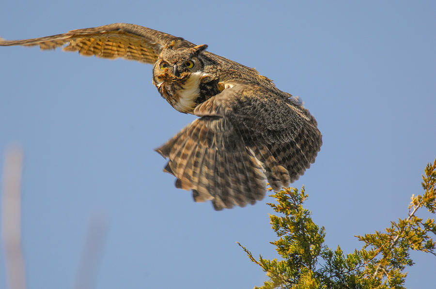 Taking Flight Photograph by Robert Smice - Fine Art America