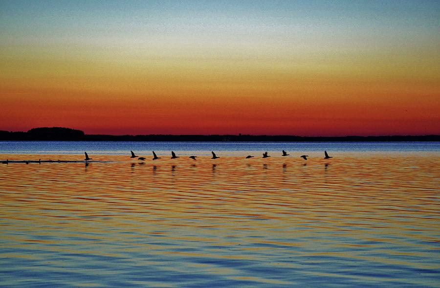 Taking Flight, a flock of geese take off from a sunset swim in the bay with a colorful evening sky Photograph by Billy Beck