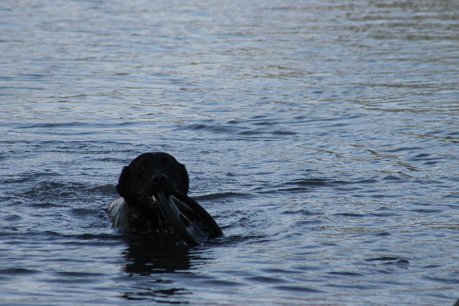 Taking Frisbee For A Swim Photograph by Robert Banach