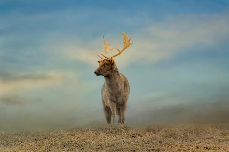 Animal Photograph - Taking In The View by Jai Johnson
