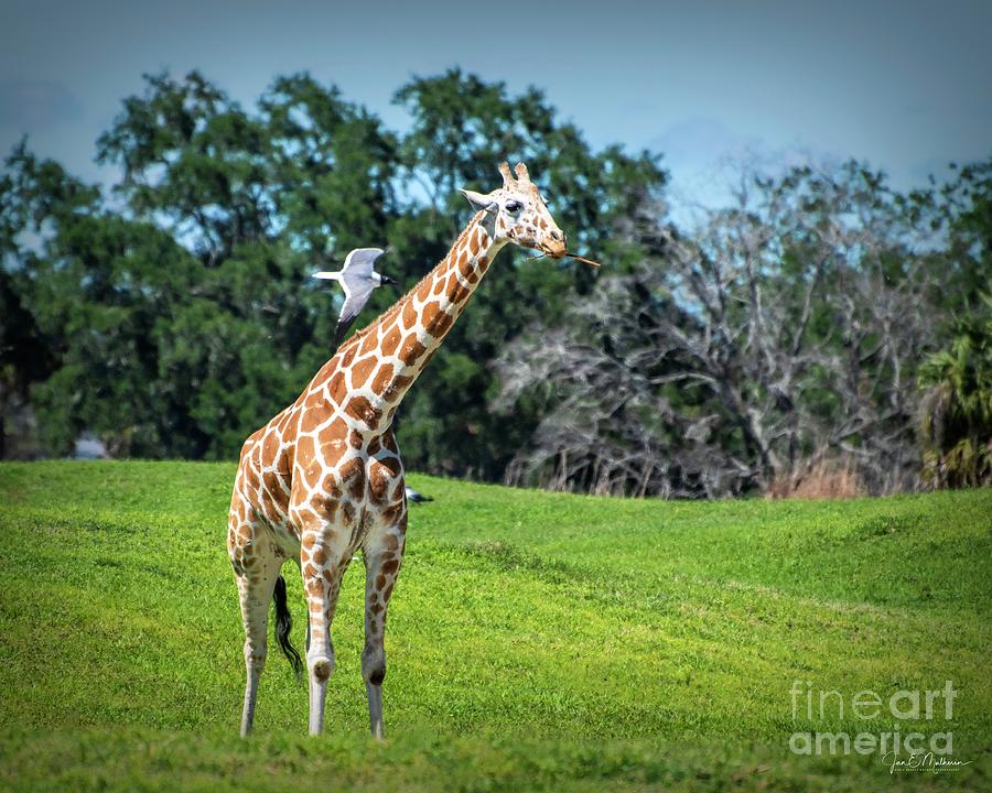Taking It All In - Giraffe Photograph