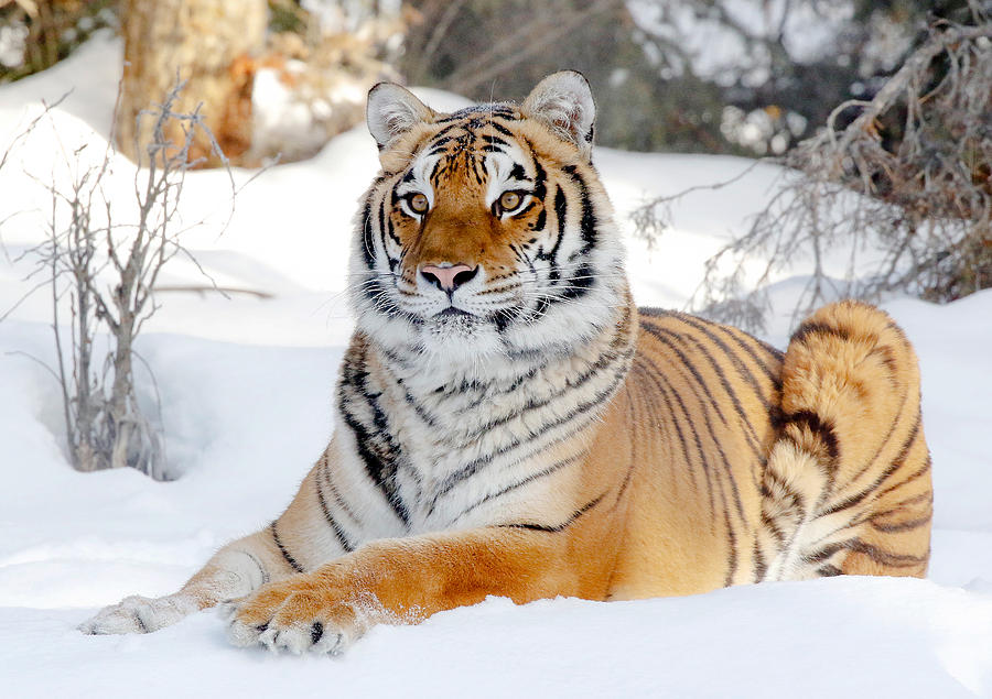 Taking It Easy In The Snow Photograph by Athena Mckinzie - Fine Art America