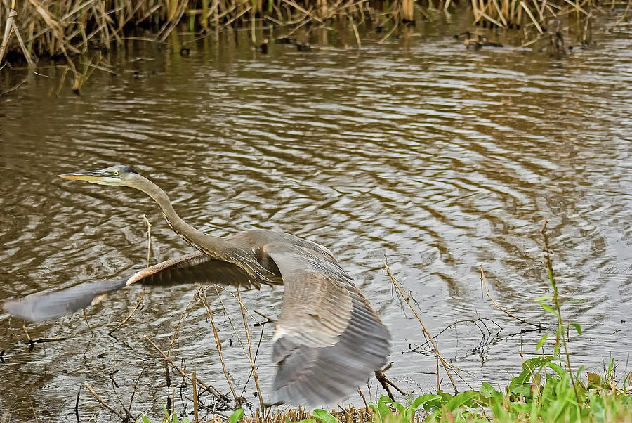 Heron Photograph - Taking off by Robert Brown