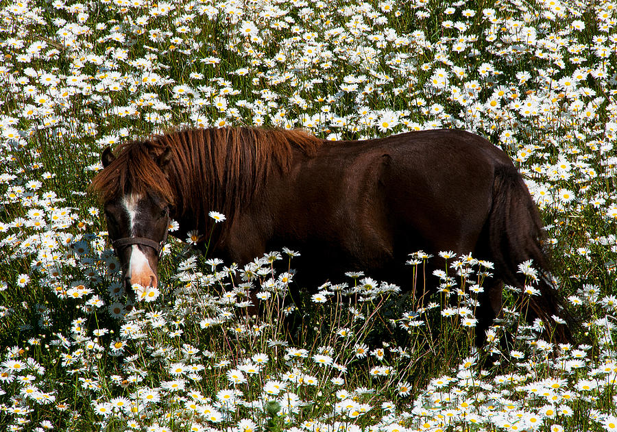 Taking time to smell the daisies Photograph by Carolyn DAlessandro