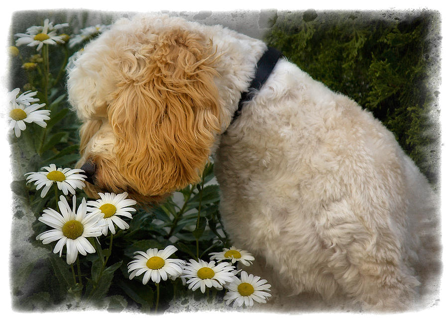 Taking Time To Smell The Flowers Photograph by Susan Candelario