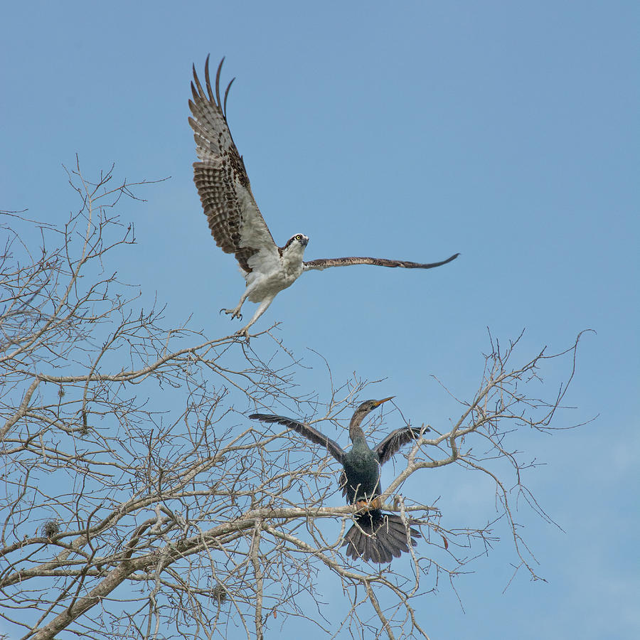 Taking Wing - Osprey and Anhinga Photograph by Mitch Spence
