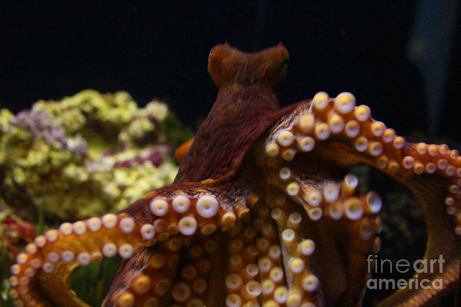 Tako not Taco Hawaiian Octopus Photograph by Jennifer Bright Burr