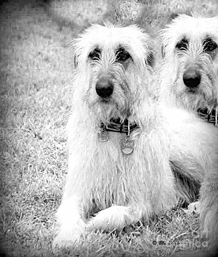Dog Photograph - Tala two by Ann Butler