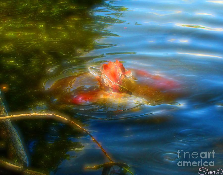 Tale Of The Wild Koi 2  Photograph by September Stone