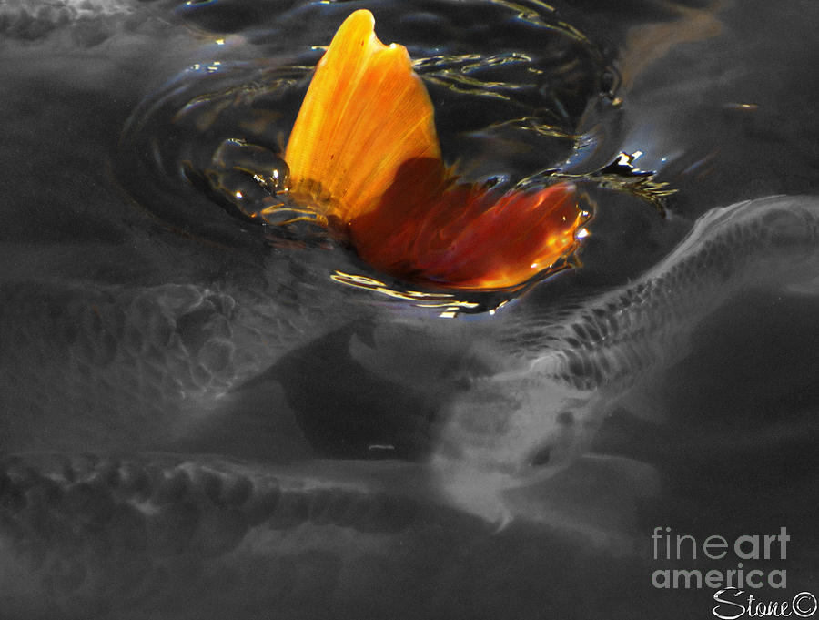 Tale Of The Wild Koi 3 Photograph by September Stone
