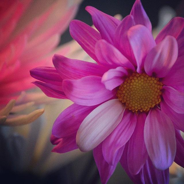 Flowers Still Life Photograph - #talented_igers #flower #color by Pete Michaud