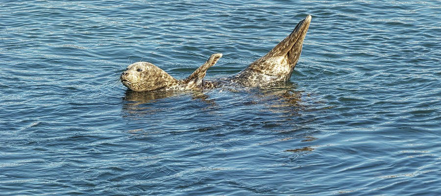 Wildlife Photograph - Talk to the Flipper by Dennis Bolton