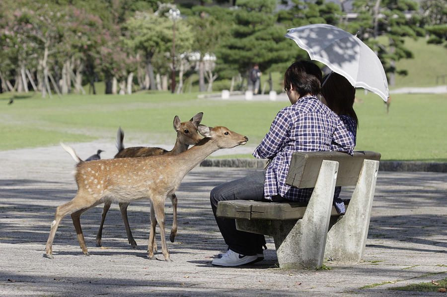 Talk With Deers Photograph by Masami Iida