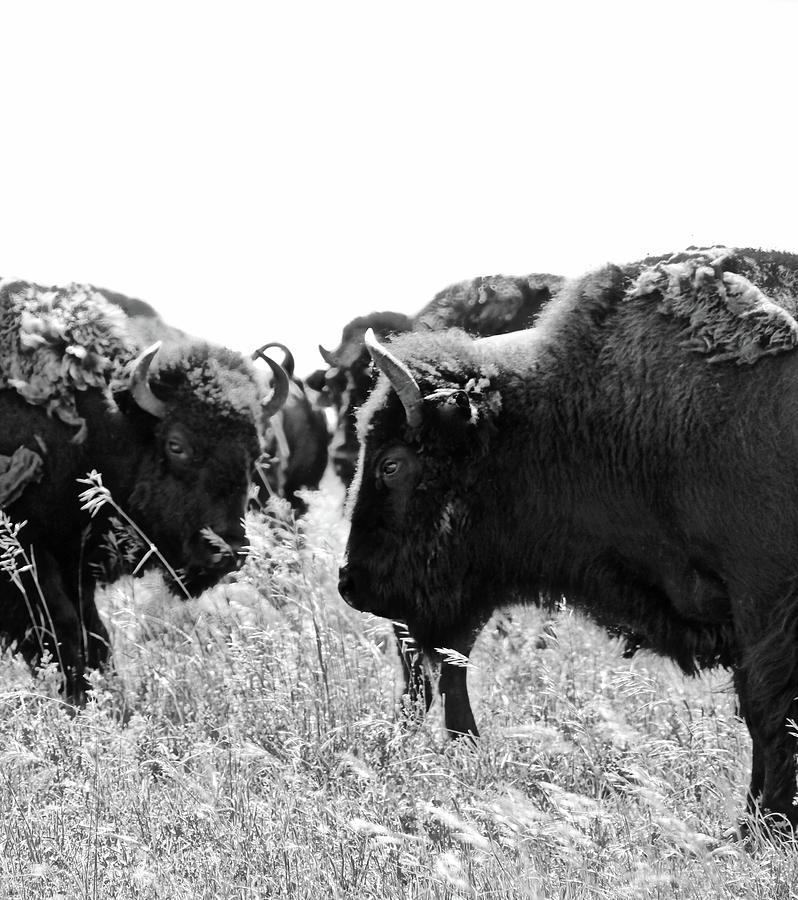 Talking Buffalo Photograph by Brian Sereda