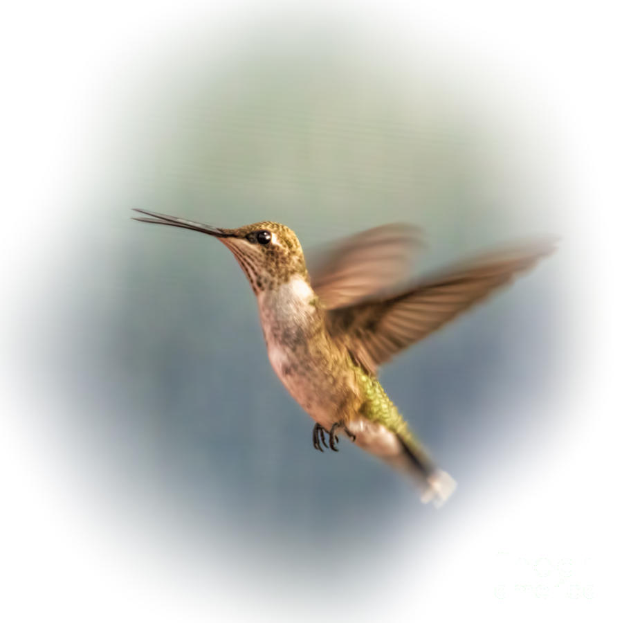 Talking Hummingbird Photograph by Janice Pariza