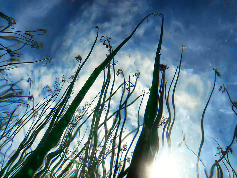 Talking Reeds Photograph by Tammy Wetzel