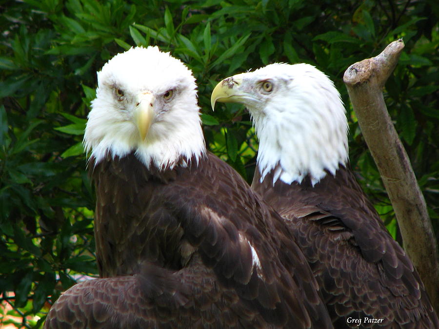 Eagle Photograph - Talking to me by Greg Patzer