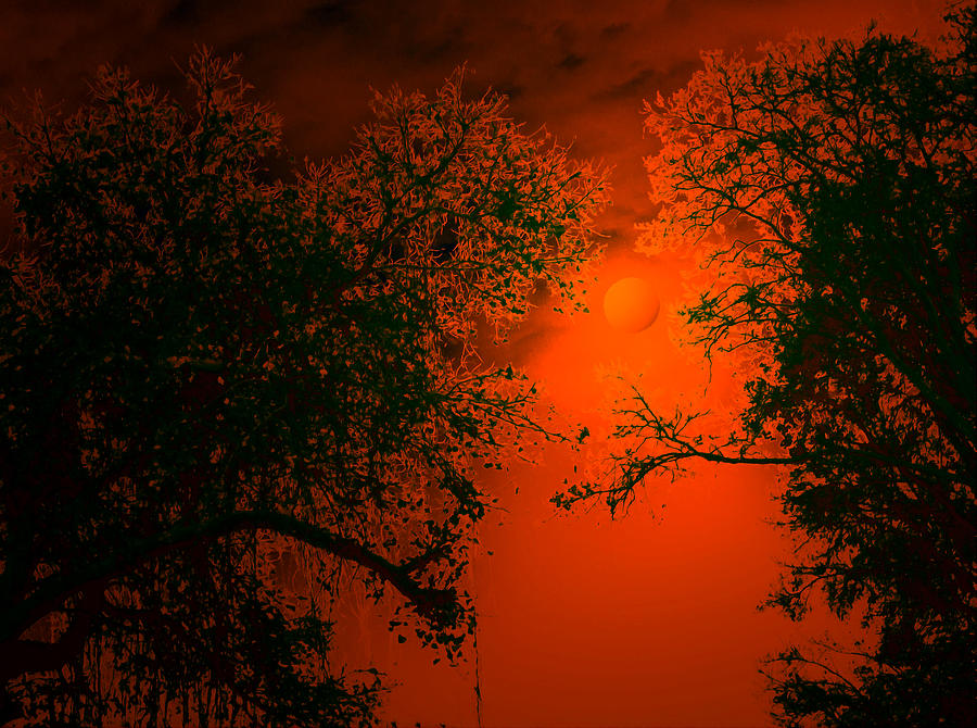 Talking trees of night Digital Art by Bliss Of Art - Fine Art America