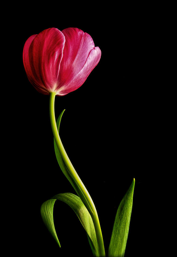 Tall and Graceful Tulip Photograph by David and Carol Kelly