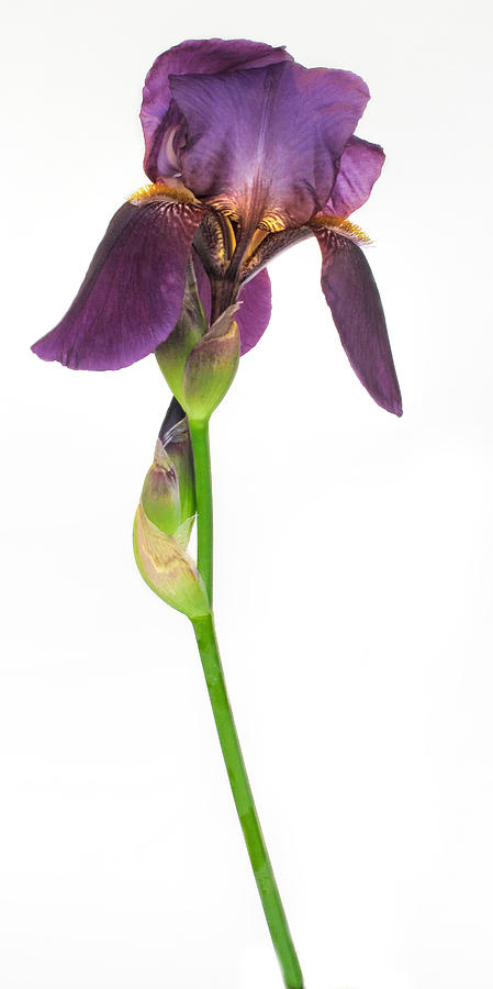 Tall and Majestic Iris Photograph by David and Carol Kelly