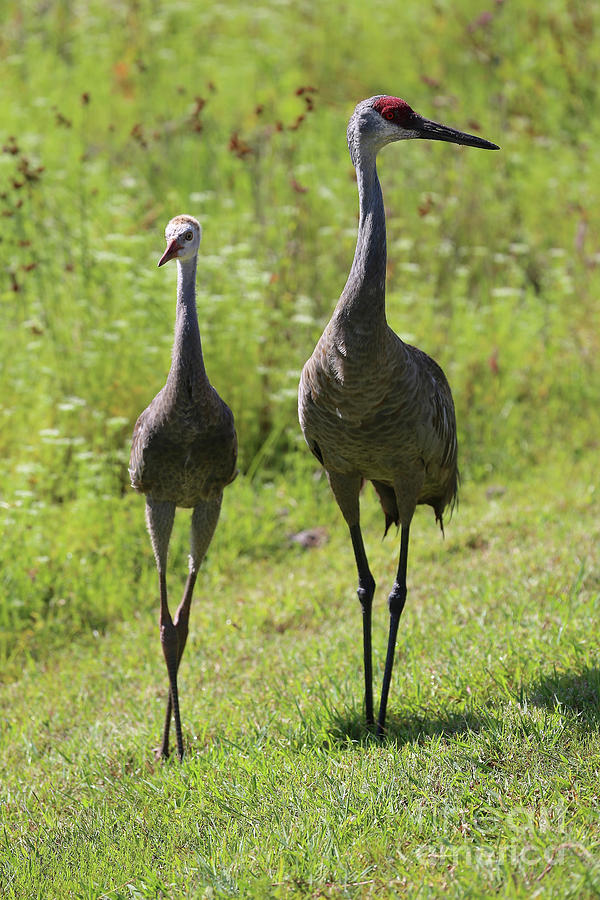 Tall and Proud - Sandhill Cranes Photograph by Carol Groenen