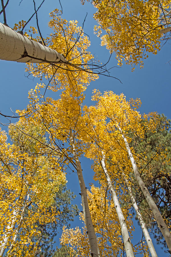 Tall Aspen Photograph by Susan Westervelt - Fine Art America