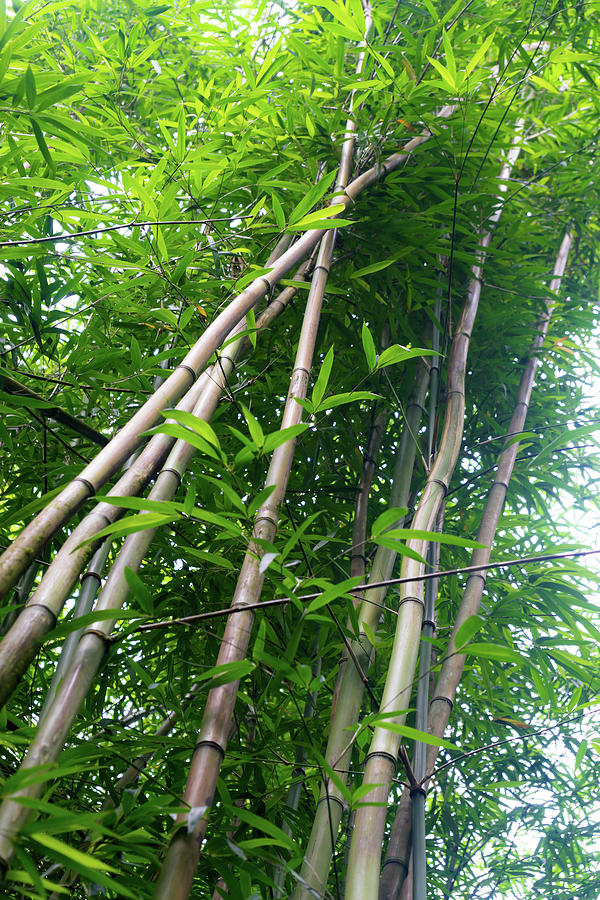 Tall Bamboo Photograph by Christopher Johnson