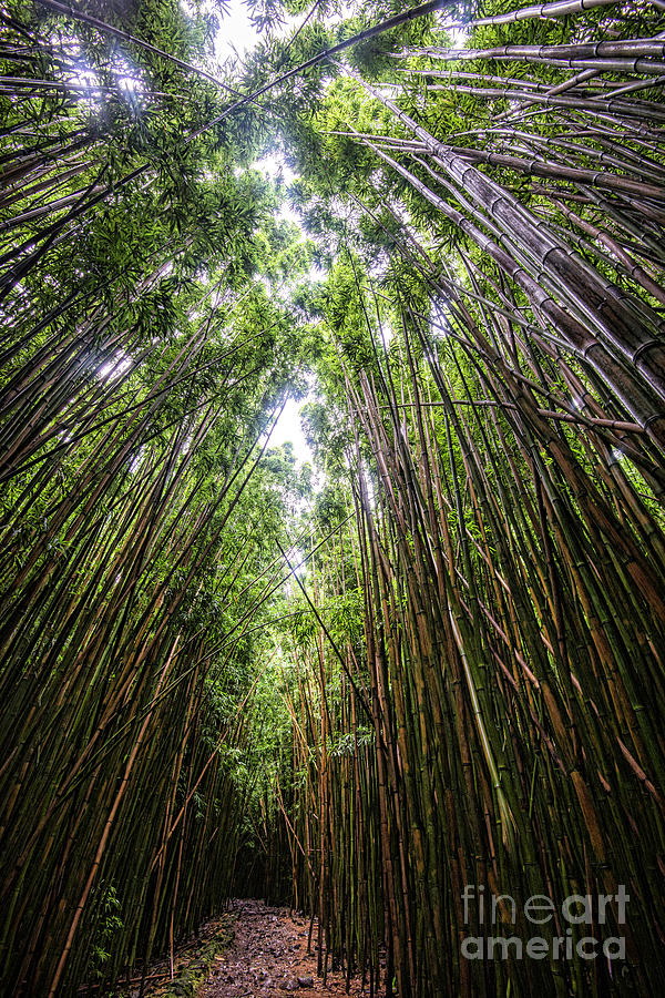 Tall Bamboo Photograph by Baywest Imaging
