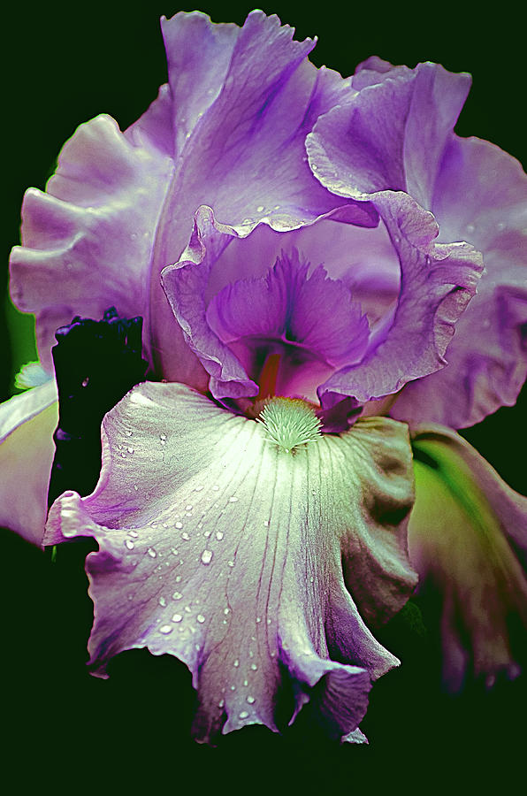 Tall Bearded Iris in Lavender Photograph by Julie Palencia