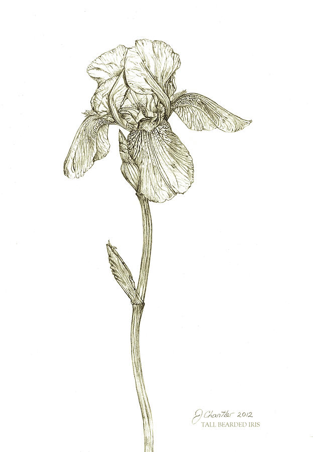 Tall Bearded Iris Drawing by Judith Chantler