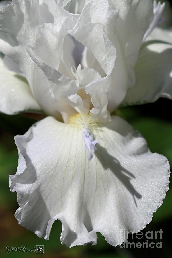 Tall Bearded Iris named Mesmerizer Photograph by J McCombie