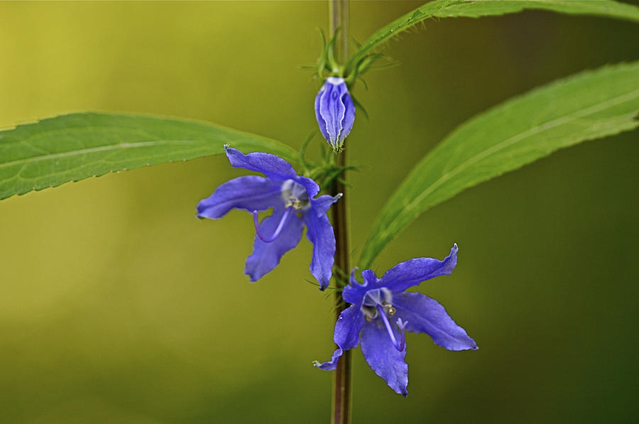 Tall Bellflower Photograph by Jack R Perry
