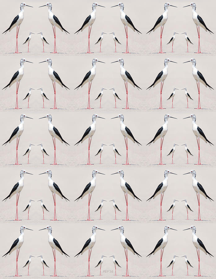 Tall Birds Pattern Photograph by Phil Perkins