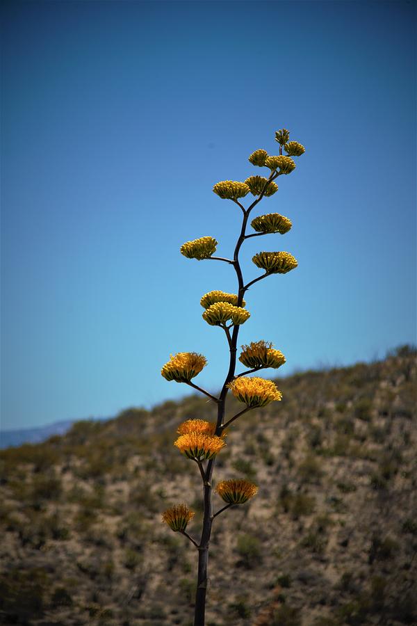 Tall Blooms Photograph by David S Reynolds