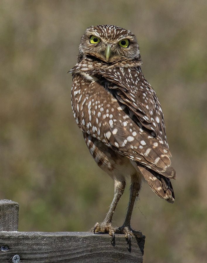 Tall Burrowing Owl Photograph by Paula Fink - Fine Art America