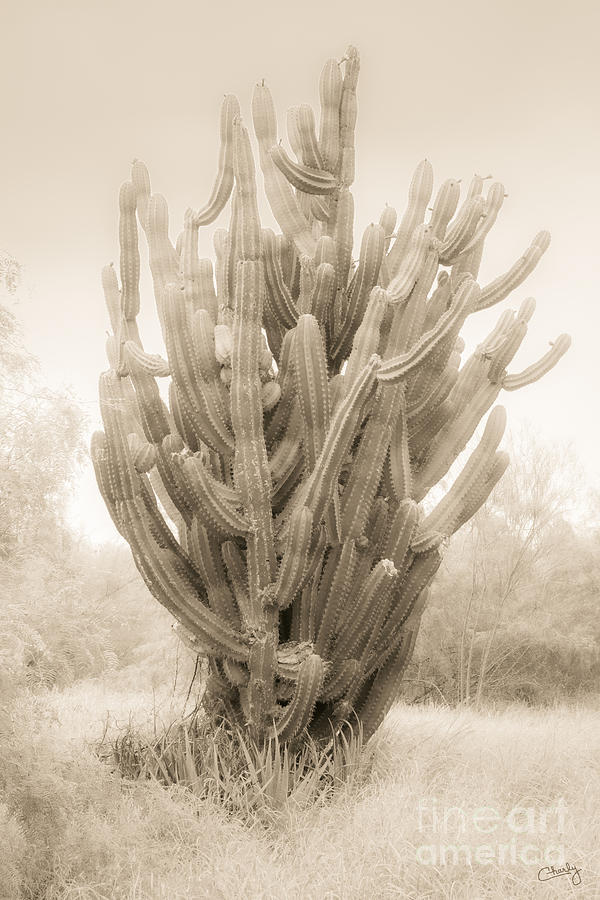 Tall Cactus in Sepia Photograph by Imagery by Charly