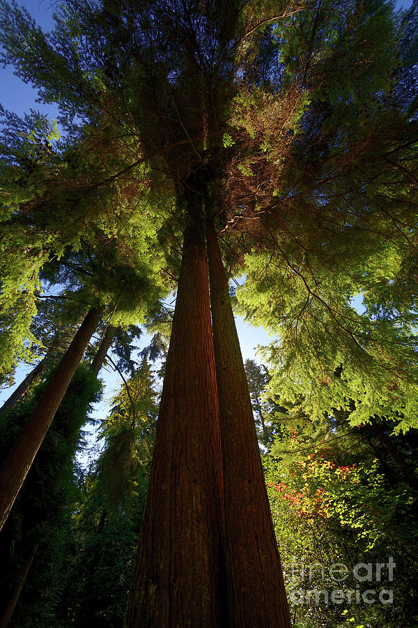 Tall Cedars Photograph by Terry Elniski