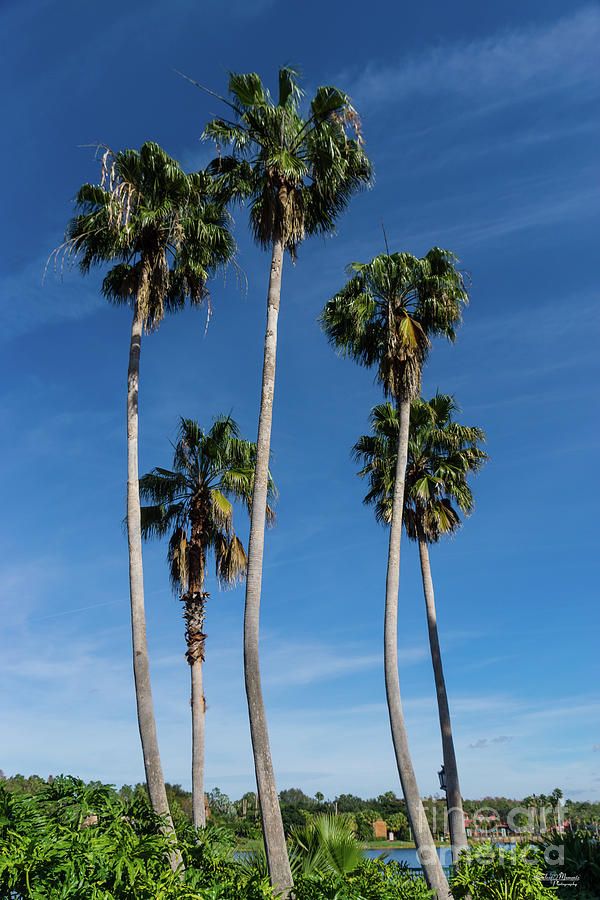 Tall Curving Palms Photograph by Jennifer White
