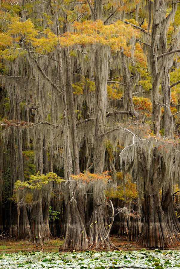 Tall Cypress Trees Photograph by Iris Greenwell