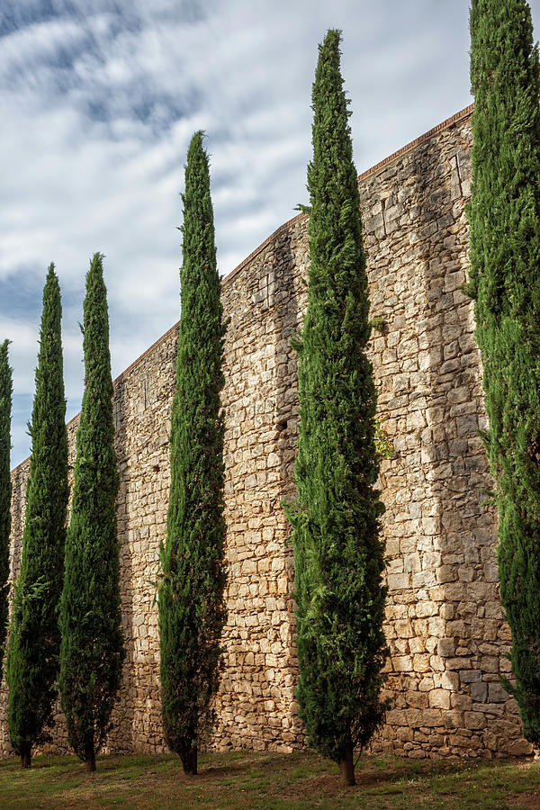 Architecture Photograph - Tall Evergreen Trees At Passeig de la Muralla Wall in Girona by Artur Bogacki