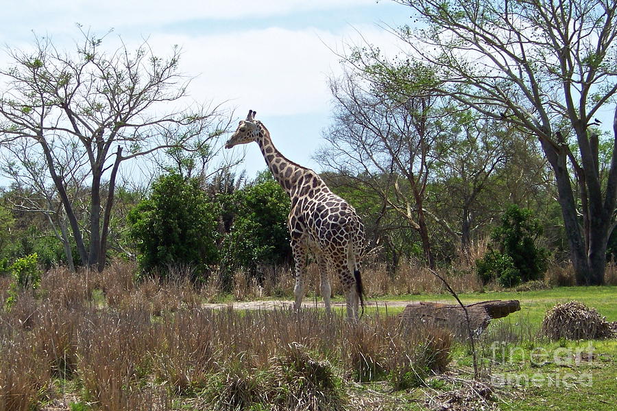 Tall Giraffe Photograph by Carol  Bradley