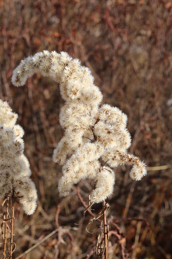 Tall Goldenrod in seed,wildflower Photograph by David Hand Tall Goldenrod in seed,wildflower Photograph by David Hand