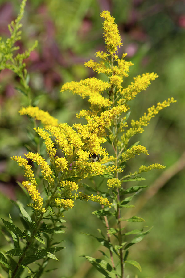 Tall Goldenrod Wildflowers Photograph by Kathy Clark